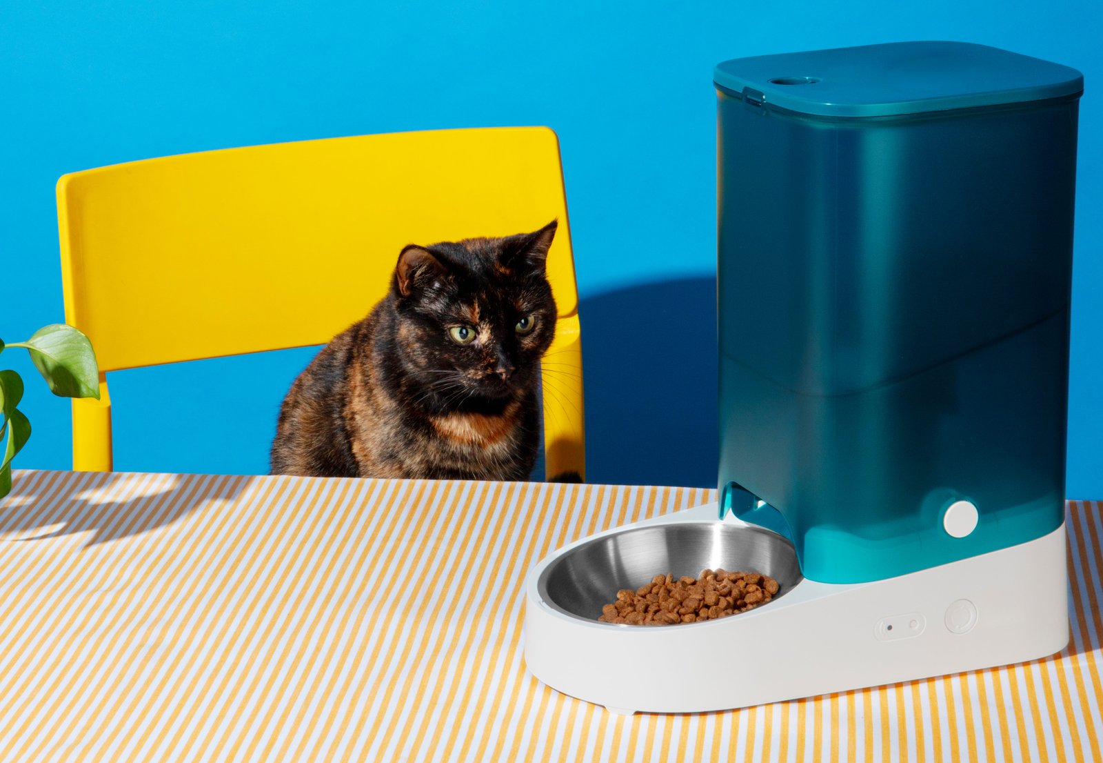 A picture of a cat next to an auto pet feeder.
